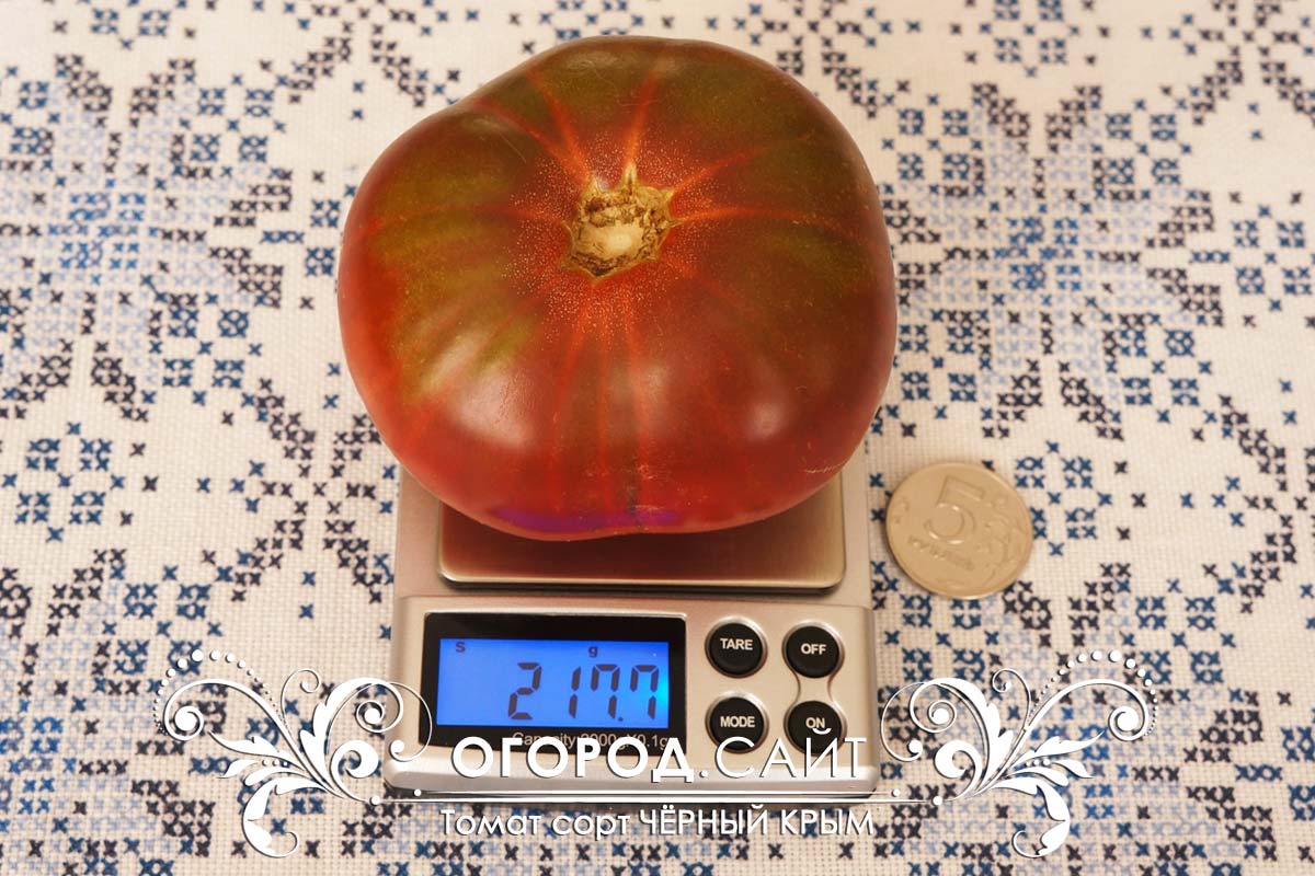 Семена томатов весы выращивание кедра семенами